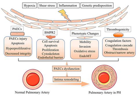 pulmonary vascular remodeling  pulmonary hypertension