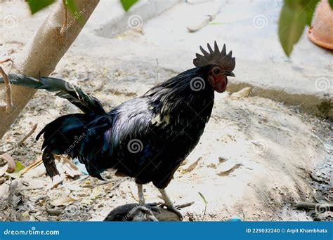 Image Of Kadaknath Indian Breed Chicken Black Chicken Stock Photo