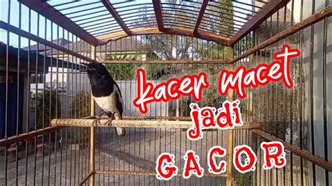 Kacer Ngeplong Ampuh Mengatasi Kacer Macet Bunyi Jadi Gacor Youtube