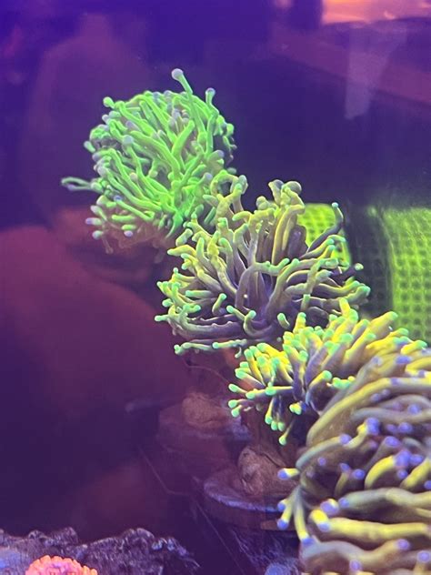 Show Me Your Euphyllia Gardens Reef Reef