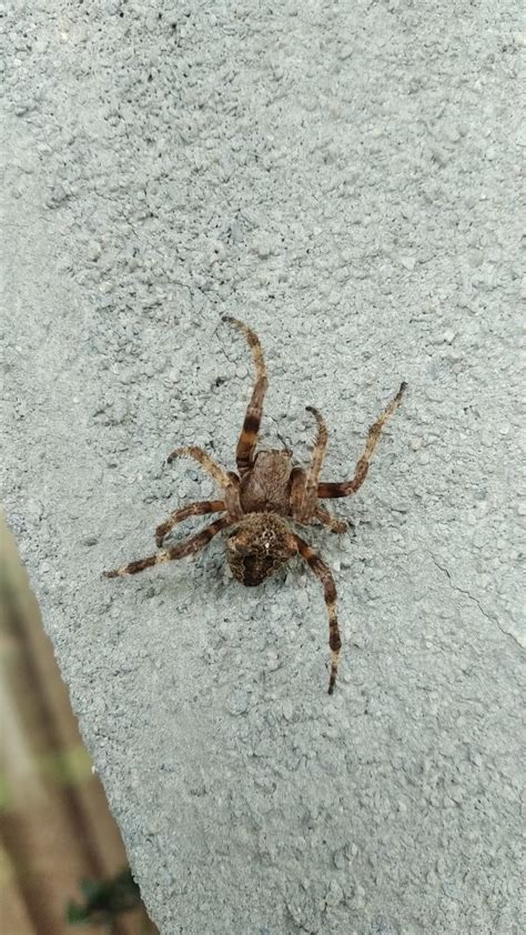 Unidentified Spider In Samtredia Western Georgia Georgia