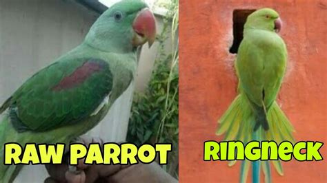 How To Differentiate Between Ringneck Parrot And Alexanderian Parrot