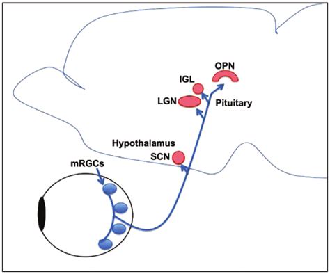 Melanopsin Ganglion Cells