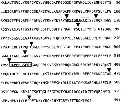 N Terminal Sequence Of The Purified Protein And Location Of Potential Download Scientific