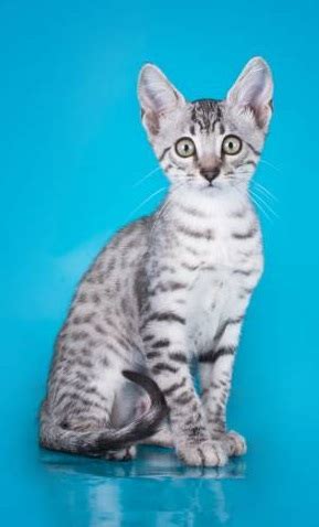 Arabian Mau At Breed Information Photo Care History Fello Pet