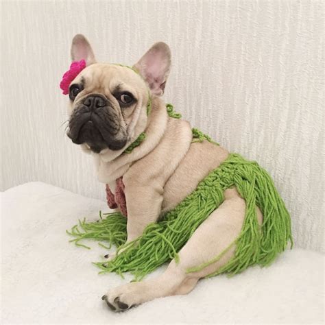 30 Super Cute Halloween Costumes for French Bulldogs - Hey, Djangles.