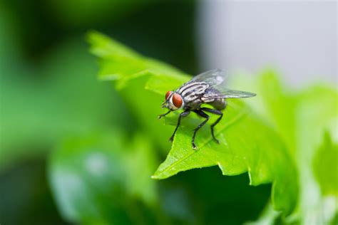 Mouche De Terreau Dans Ma Maison Sciaridae Comment S En D Barrasser