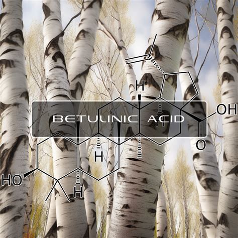 Benefits Of Betulinic Acid Interstellar Blends Activate Your Super