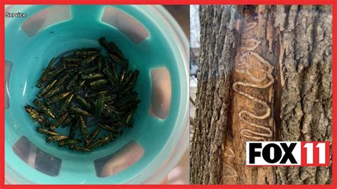 Diseased Ash Trees Infested With Emerald Ash Borer Oshkosh Residents To Get Rid Of Diseased