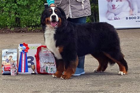 Питомник собак «Жемчужина Черная», Курск