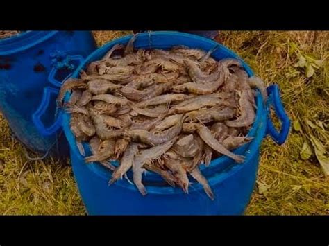 Udang Untuk Mancing Barramundi Atau Mancing Kakap Putih Cara Pilih