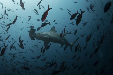 map of maui shark attacks 2