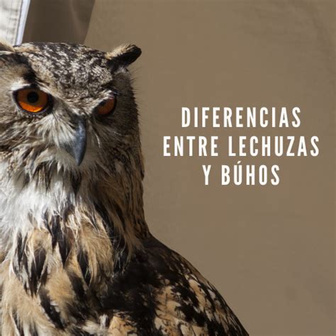 Arriba Foto Diferencia Entre Buho Tecolote Y Lechuza Lleno