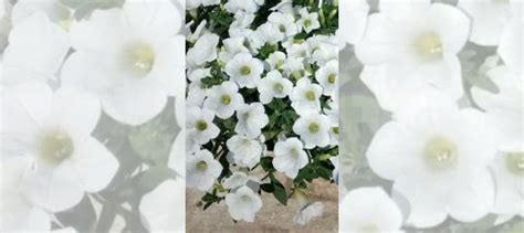 Сурфиния Табл Вайт Table White купить в Москве | Товары для дома и дачи ...