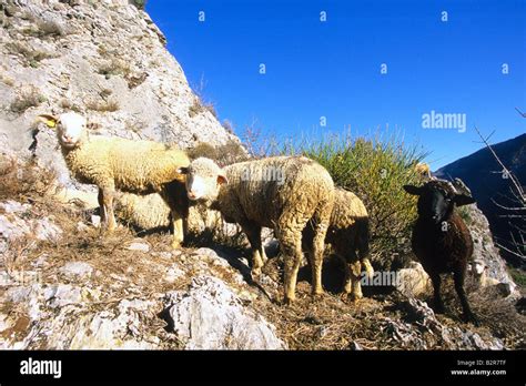 Wild Sheep To The Mercantour Valley Vallee De La Roya Vallee Des