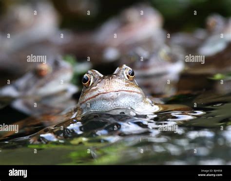 Common Frog Rana Temporaria On Frogspawn With More Frogs In The