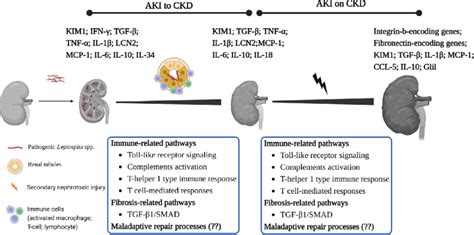 Schematic illustration highlighting the AKI-to-CKD and AKI-on-CKD ...