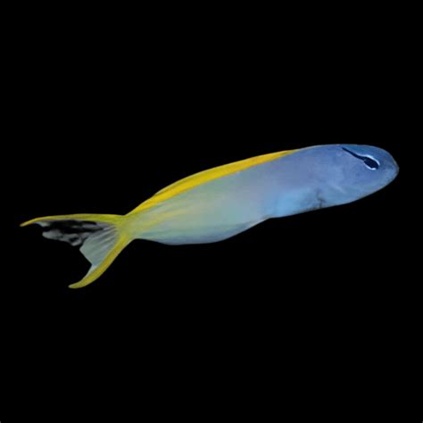 Blue And Gold Blenny Ecsenius Lividanalis Sims Tropical Fish