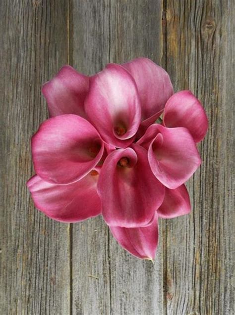 Wholesale Dark Hot Pink Mini Calla Lilies Delivered Online FlowerFarm