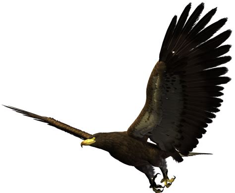 Download Majestic Eagle In Flight Png