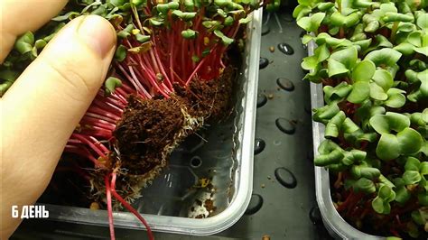 Супер субстрат для микрозелени. Тестируем. Микрозелень дома - YouTube