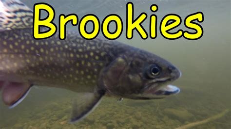 Brook Trout Fishing New Brunswick Canada YouTube