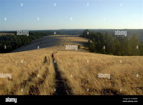 Single Woman Hiking Through Grass Lands In Central Oregon Stock Photo