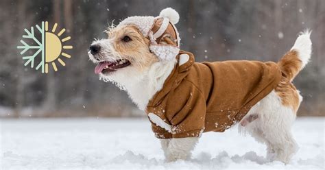 Conseils Pour Prot Ger Votre Chien Du Froid