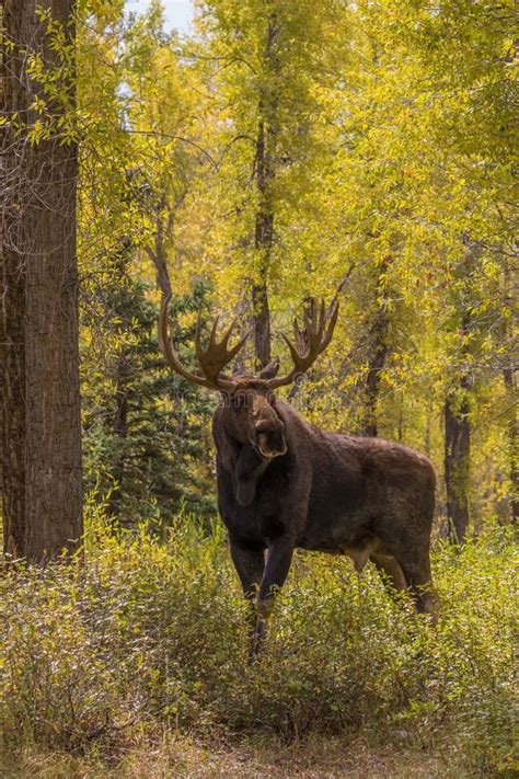 Big Bull Moose In Autumn Stock Image Image Of Shiras 102037013