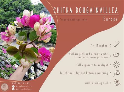 Chitra Bougainvillea, Furniture & Home Living, Gardening, Plants ...
