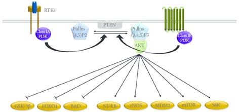 Phosphatidylinositol 3 Kinase Pi3k Pathway Activation Of Class Iab