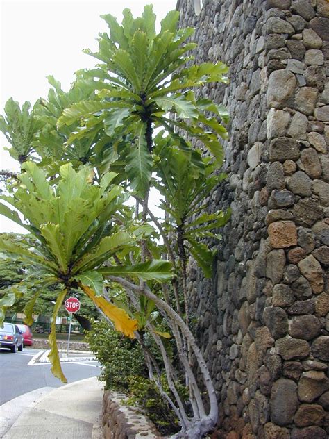 Ficus Pseudopalma Alchetron The Free Social Encyclopedia