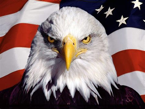 🔥 Bald Eagle American Flag Wallpapers on WallpaperSafari | Bald eagle ...