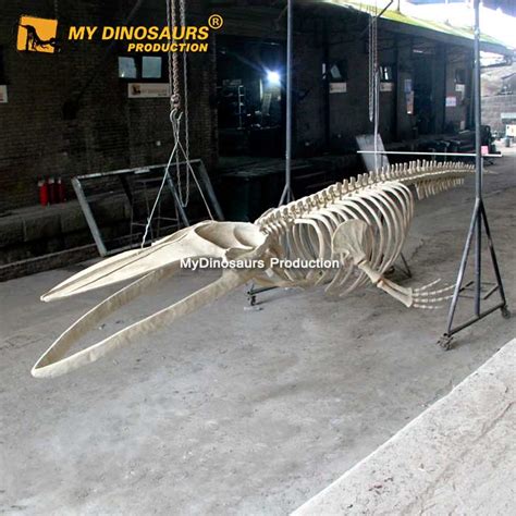 Blue Whale Skeleton