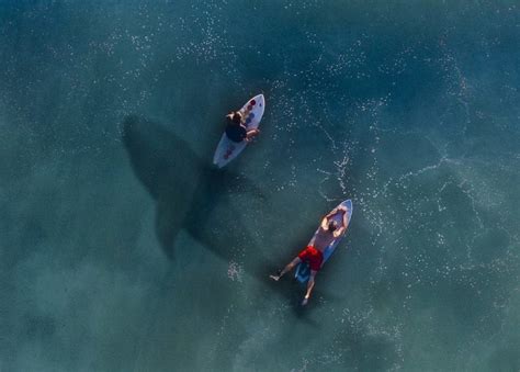 Qué probabilidades hay de que un surfista sea atacado por un tiburón