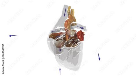 Shows The Blood Flow Direction Through The Heart Red Is Oxygenated