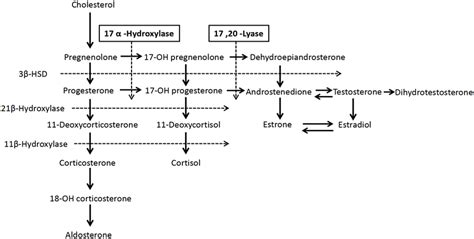 Simplified Flow Chart Of Adrenocortical And Gonadal Steroids Hormone