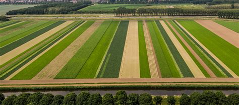 Strip Cropping System :- What is the Strip Cropping System?