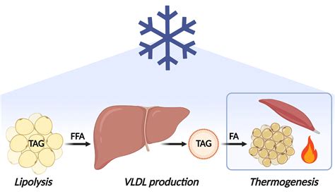 Cold Exposure Induces Dynamic Changes In Circulating Triacylglycerol