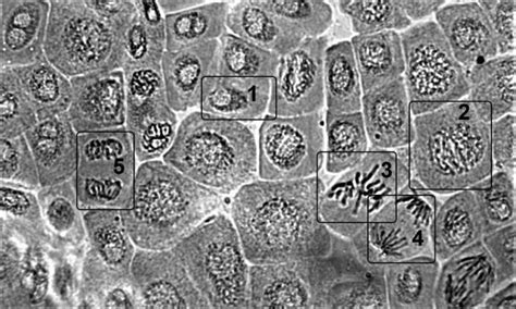 Root Meristem Cells Of Control Variant Allium Cepa L In The Different Download Scientific