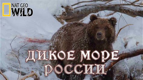 Дикое море России - Выживают сильнейшие. Дикая природа России. # ...