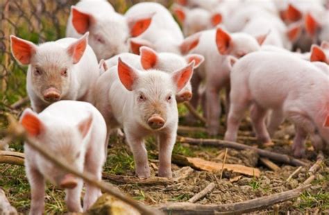 Scientists Decode Pig Grunts Reveal Their Emotions By Sounds Factswow