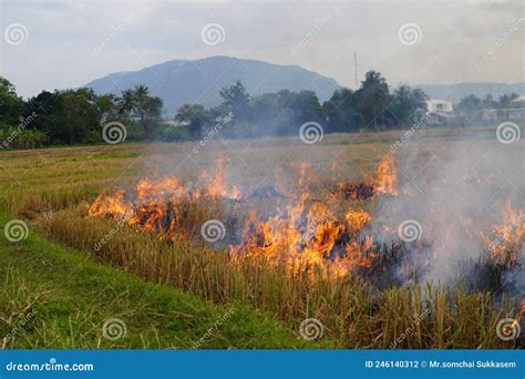 The Agricultural Waste Burning Cause Of Smog And Pollution Fumes