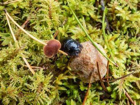 Beautiful Macro Shot Of Glossy Earth Boring Dung Beetle Geotrupes