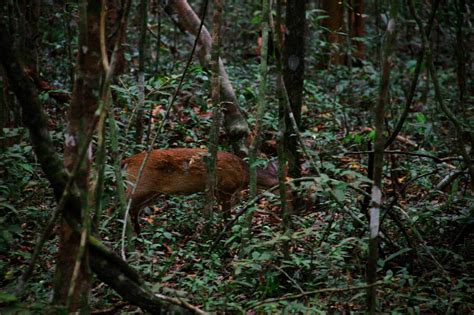 Wilpattu Nationalpark Fotosafaris Und Safari Empfehlungen Natouralist