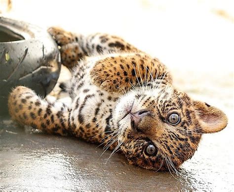 Vídeo: ameaçada de extinção, filhote de onça-pintada nasce em SP ...