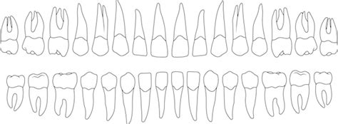 Premium Vector | Teeth chart tooth