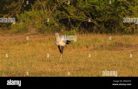 Secretary bird hunting Stock Videos & Footage - HD and 4K Video Clips ...