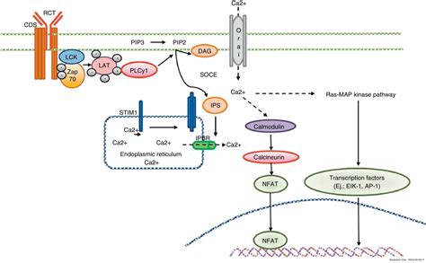 Calcium And Ip3 In Signaling Pathways