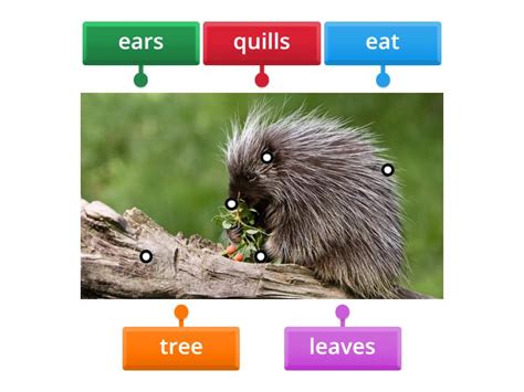 Porcupine - Labelled diagram